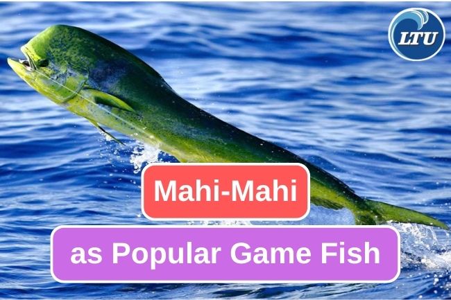 Mahi Mahi Fish, Popular Game Fish Among Anglers